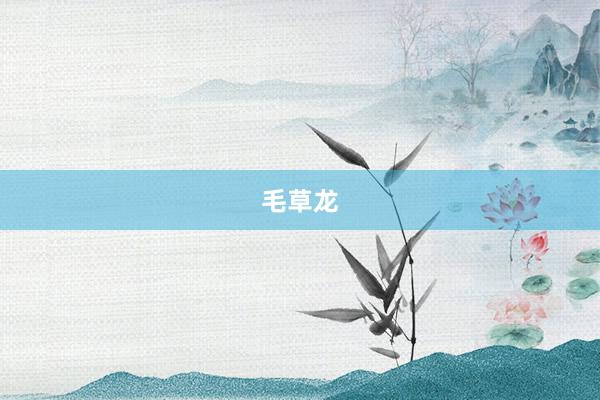 毛草龙
